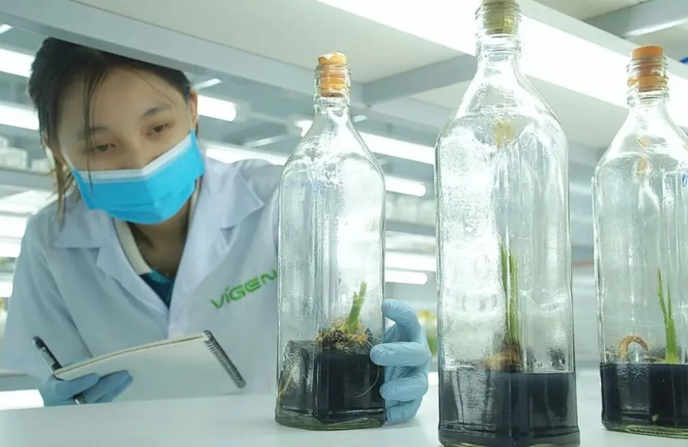 Cây giống ViGen và dịch vụ tại ViGen