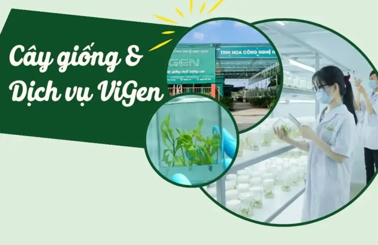 Giải đáp những câu hỏi về cây giống ViGen, dịch vụ tại ViGen