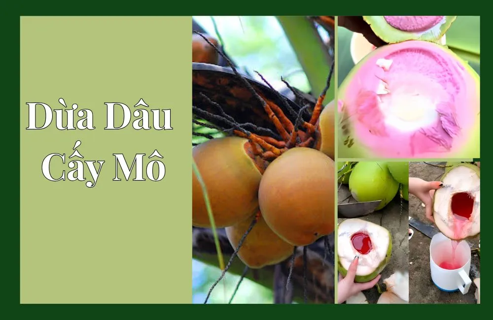 Dừa Dâu Cấy Mô