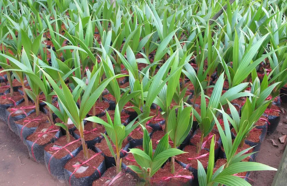 Dừa Dâu Cấy Mô
