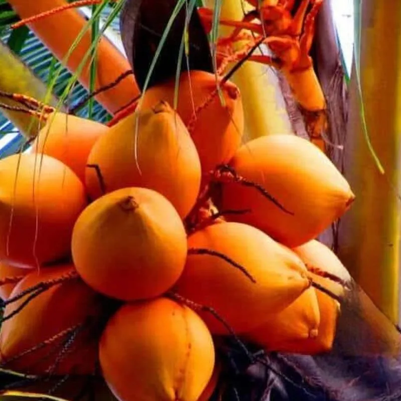 Dừa Dâu Cấy Mô - Ảnh 5