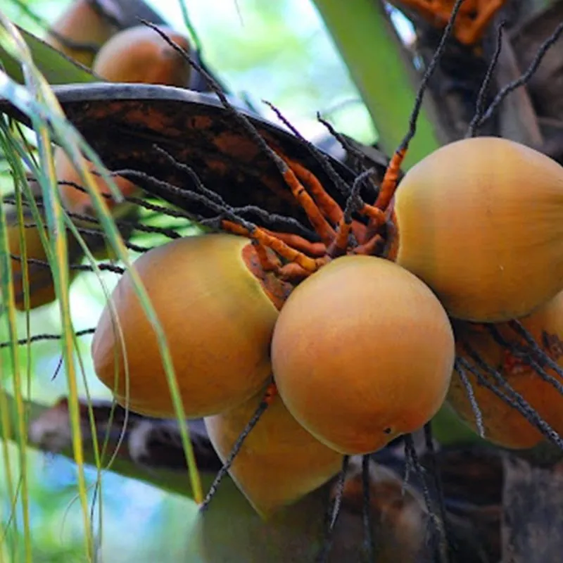 Dừa Dâu Cấy Mô - Ảnh 6