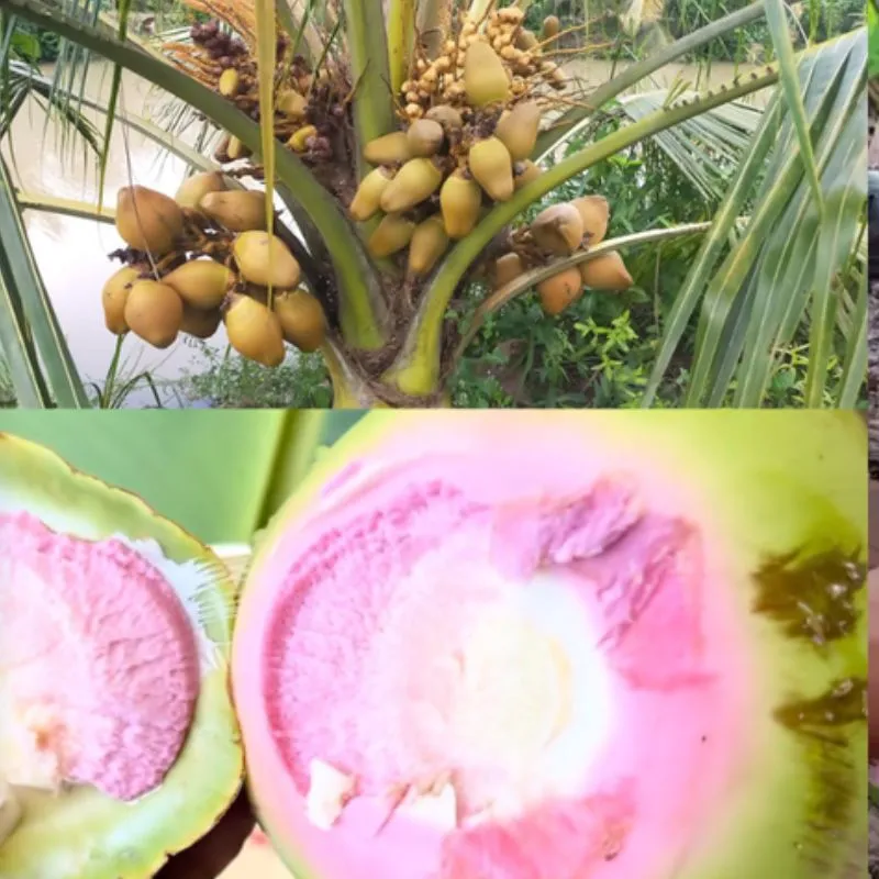 Dừa Dâu Cấy Mô