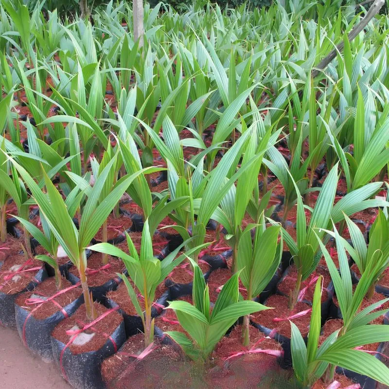Dừa Dâu Cấy Mô - Ảnh 2