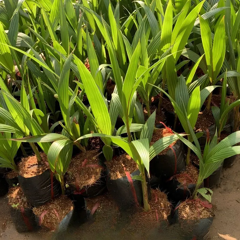 Dừa Dâu Cấy Mô