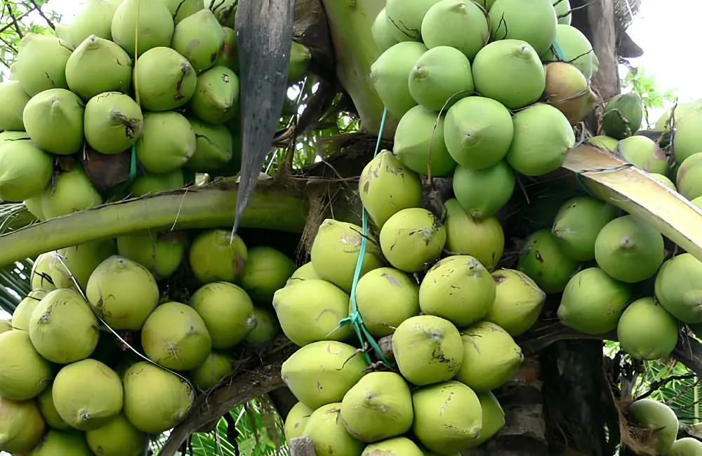 Dừa Dâu Cấy Mô