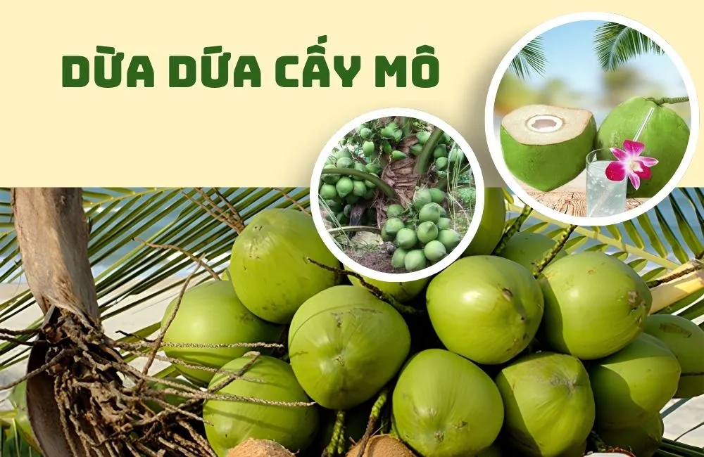 Cây dừa dứa cấy mô