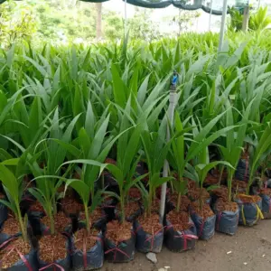 Dừa dứa cấy mô