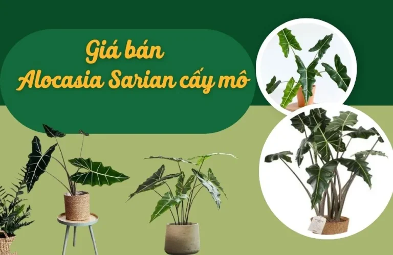 Giá bán Alocasia Sarian cấy mô và kinh nghiệm chọn mua