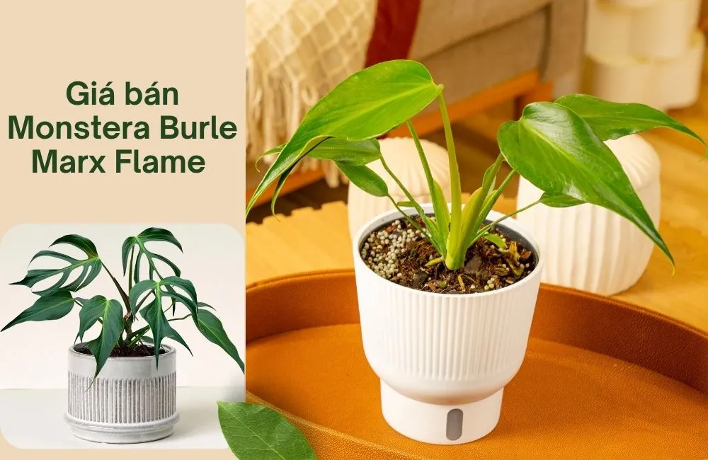 Giá bán Monstera Burle Marx Flame cấy mô
