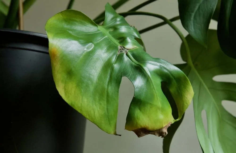 Giá bán Monstera Burle Marx Flame cấy mô
