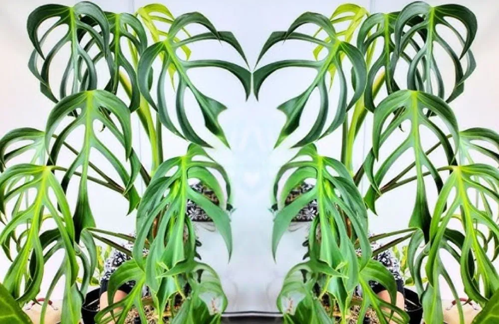 Giá bán Monstera Burle Marx Flame cấy mô