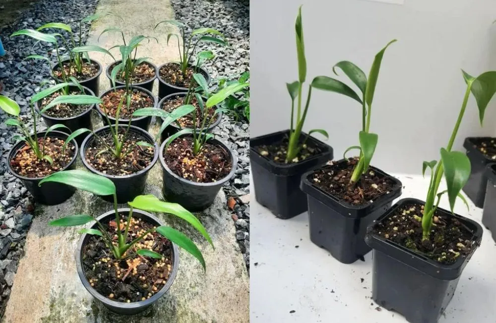 Giá bán Monstera Burle Marx Flame cấy mô
