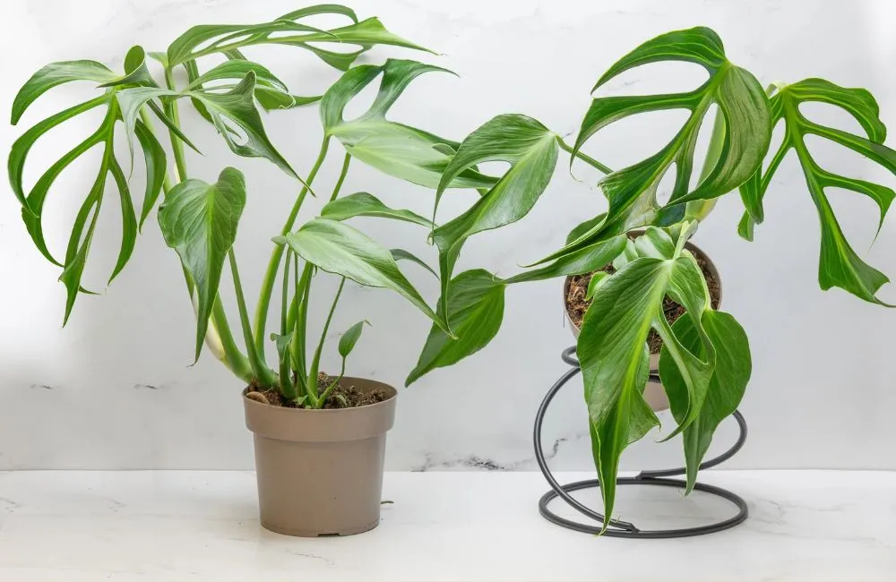 Giá bán Monstera Burle Marx Flame cấy mô