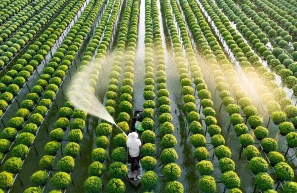 ViGen nhận gia công cây giống độc quyền