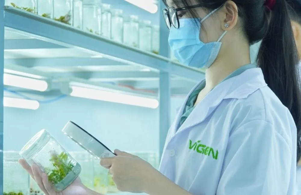 ViGen nhận gia công cây giống độc quyền