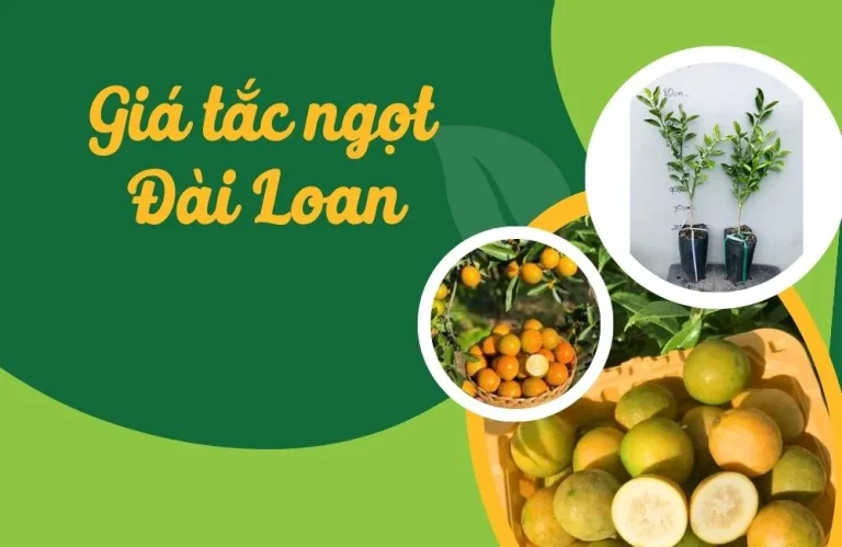 Giá tắc ngọt Đài Loan và hiệu quả kinh tế