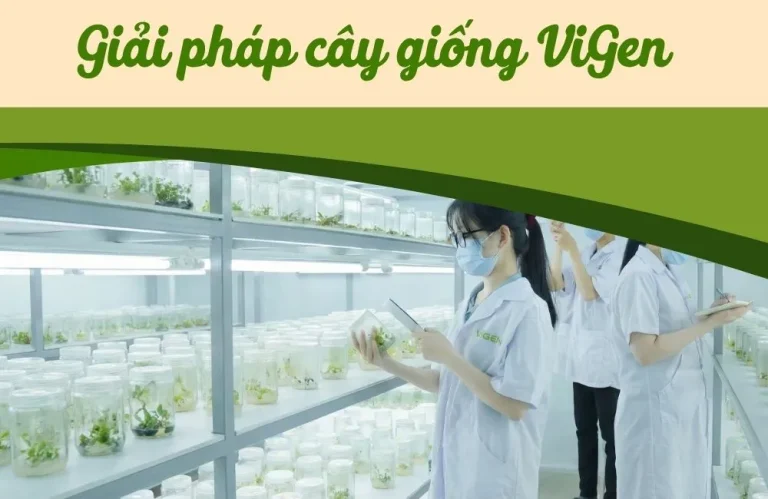 Giải pháp cây giống ViGen toàn diện cho từng nhóm khách hàng