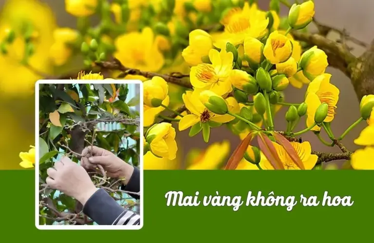 Nguyên nhân mai vàng không ra hoa và cách xử lý hiệu quả