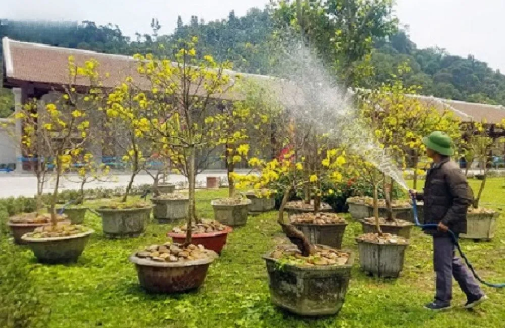 Mai vàng không ra hoa