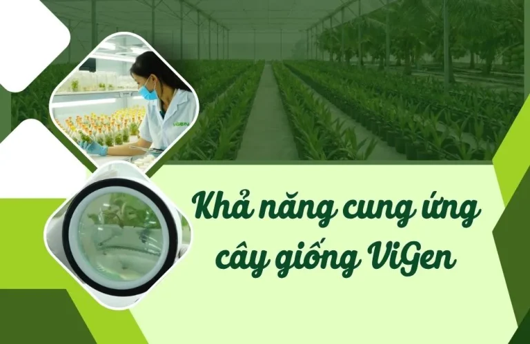 Năng lực cung ứng cây giống ViGen hàng đầu hiện nay