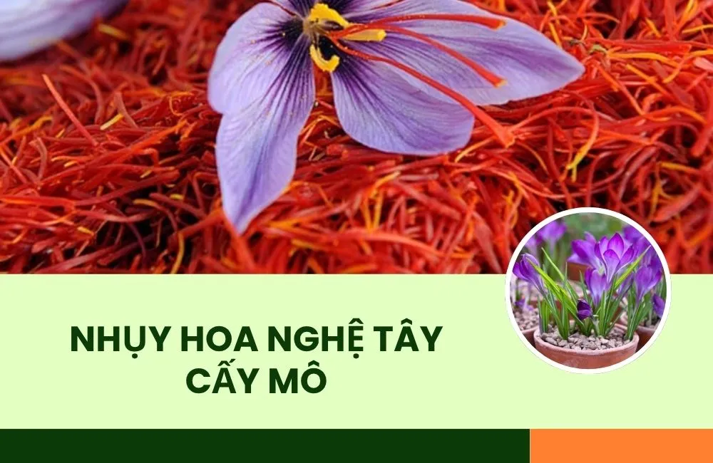 Cây nhụy hoa nghệ tây cấy mô