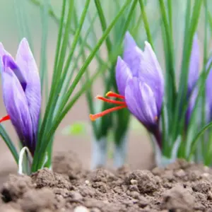 Cây nhụy hoa nghệ tây cấy mô