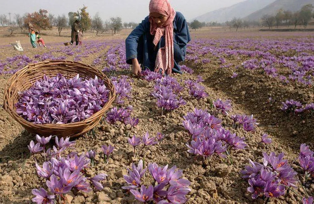 Cây nhụy hoa nghệ Tây cấy mô