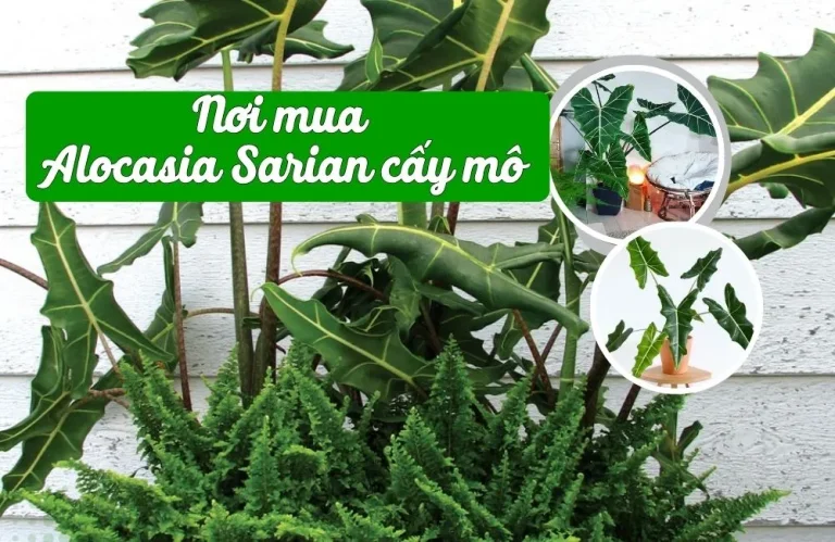 Nơi mua Alocasia Sarian cấy mô uy tín, đúng giống
