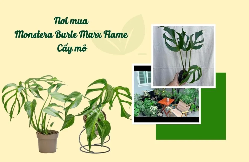 Nơi mua Monstera Burle Marx Flame cấy mô