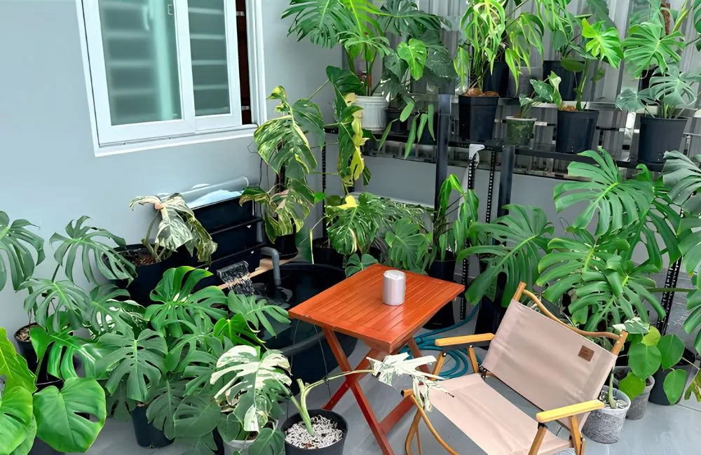 Nơi mua Monstera Burle Marx Flame cấy mô