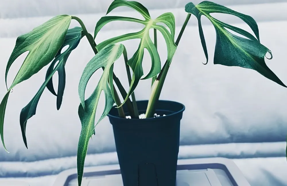 Nơi mua Monstera Burle Marx Flame cấy mô