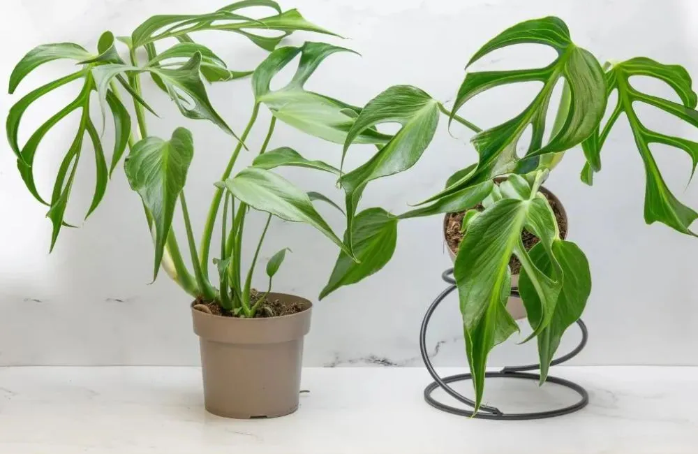 Nơi mua Monstera Burle Marx Flame cấy mô