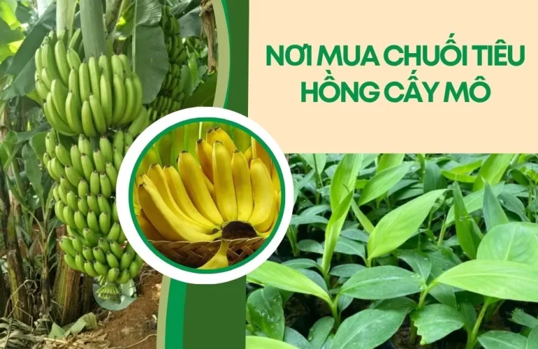 Nơi mua chuối tiêu hồng cấy mô được nhiều nhà vườn tin chọn