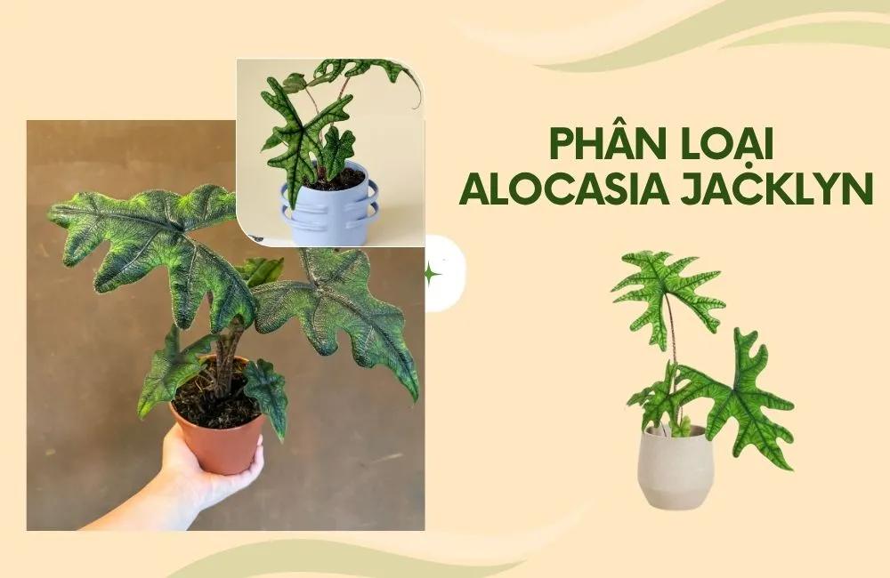 Phân loại Alocasia Jacklyn cấy mô