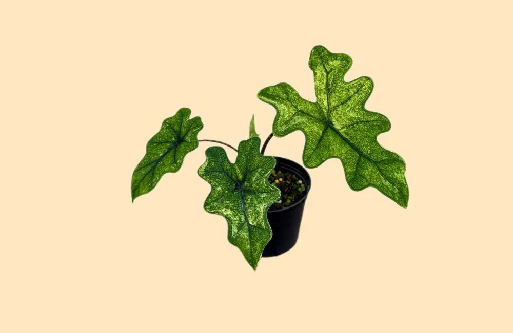 phân loại Alocasia Jacklyn cấy mô