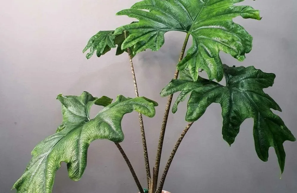 phân loại Alocasia Jacklyn cấy mô 