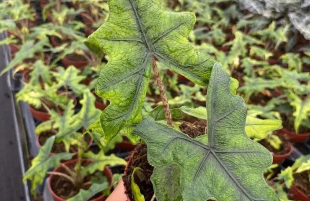 Phân loại Alocasia Jacklyn cấy mô