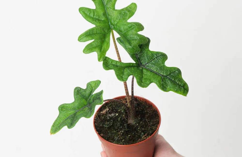 Phân loại Alocasia Jacklyn cấy mô