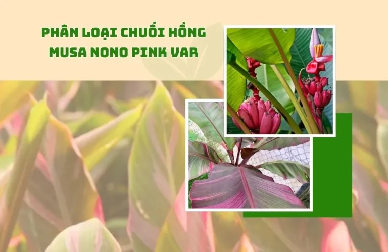 Cách phân loại chuối Hồng Musa Nono Pink Var dễ hiểu