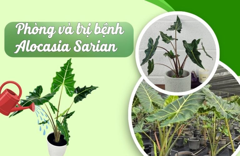 Phòng và trị bệnh Alocasia Sarian cấy mô dễ áp dụng
