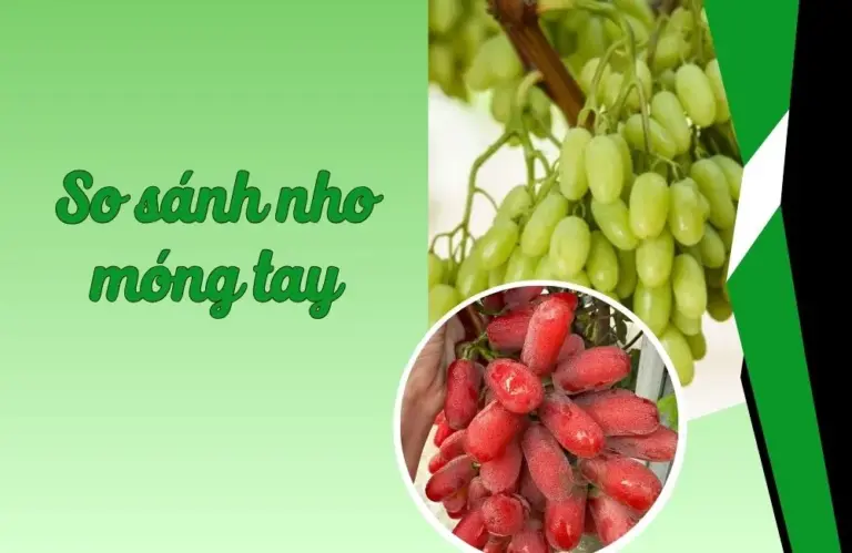 So sánh nho móng tay phổ biến hiện nay chi tiết nhất
