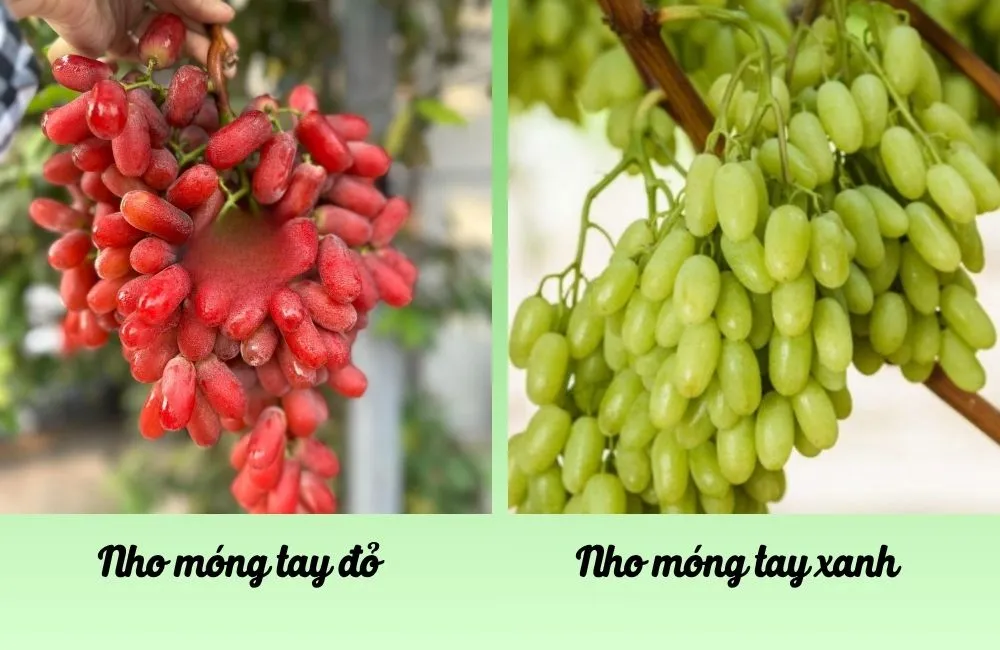 So sánh nho móng tay