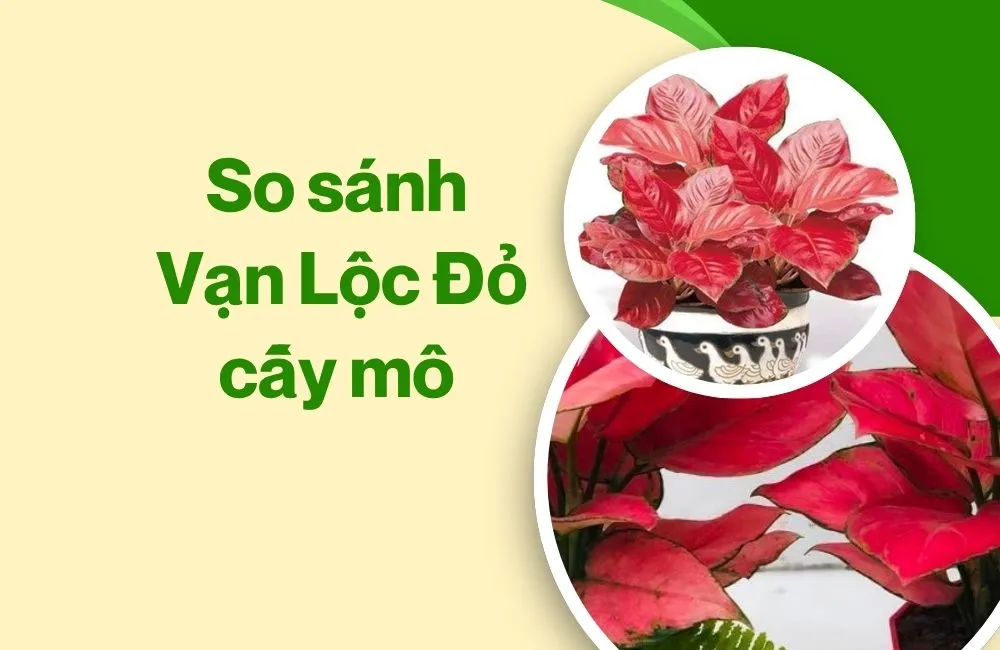 So sánh Vạn Lộc Đỏ cấy mô