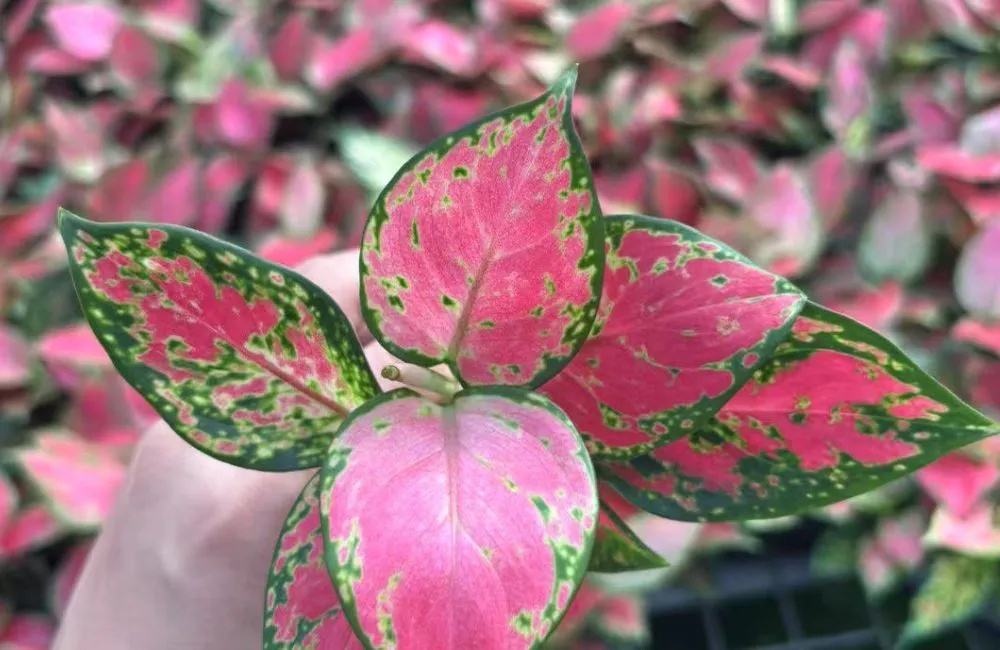 So sánh Vạn Lộc Đỏ cấy mô