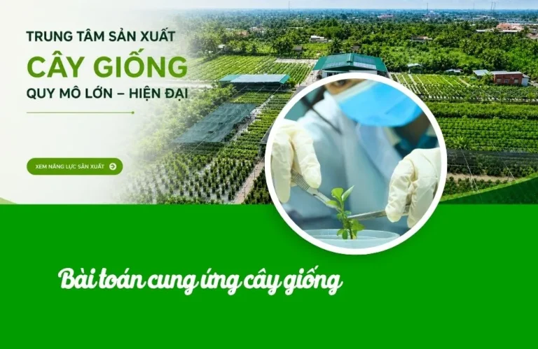 Trung tâm cây giống cấy mô và bài toán cung ứng quy mô lớn