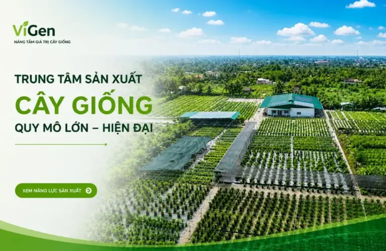 Trung tâm cây giống cấy mô chuyên nghiệp làm gì sau bàn giao