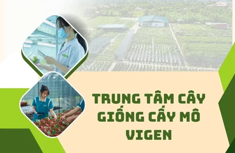 Trung tâm cây giống cấy mô ViGen – Đồng hành cùng nhà vườn