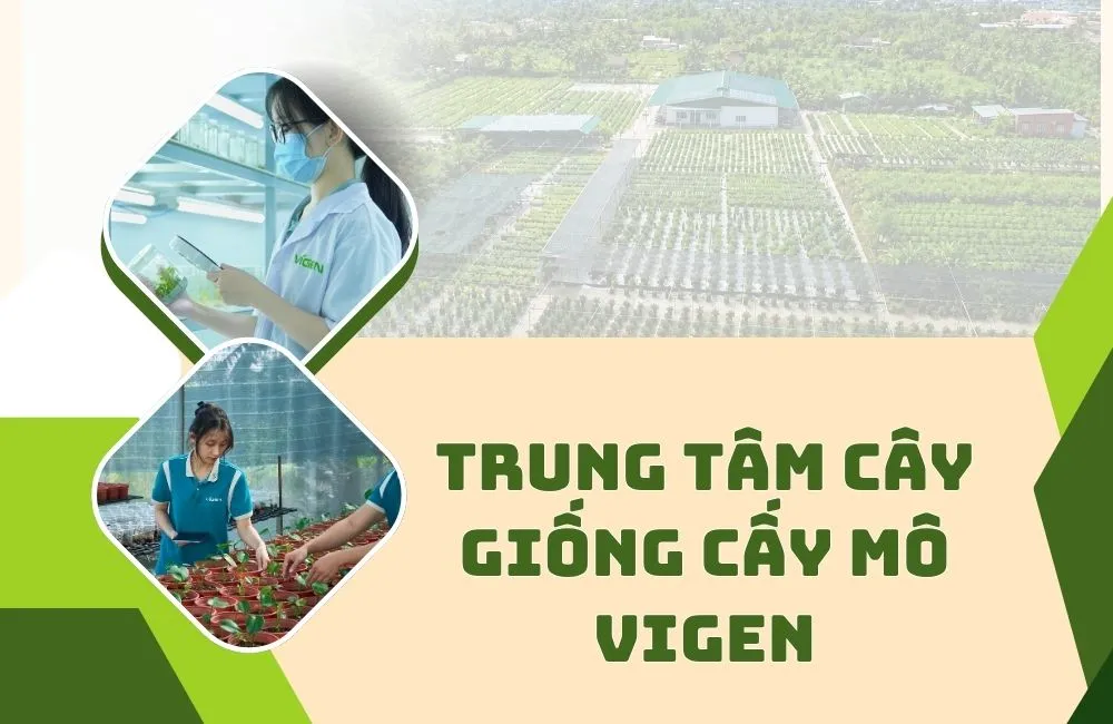 Trung tâm cây giống cấy mô ViGen