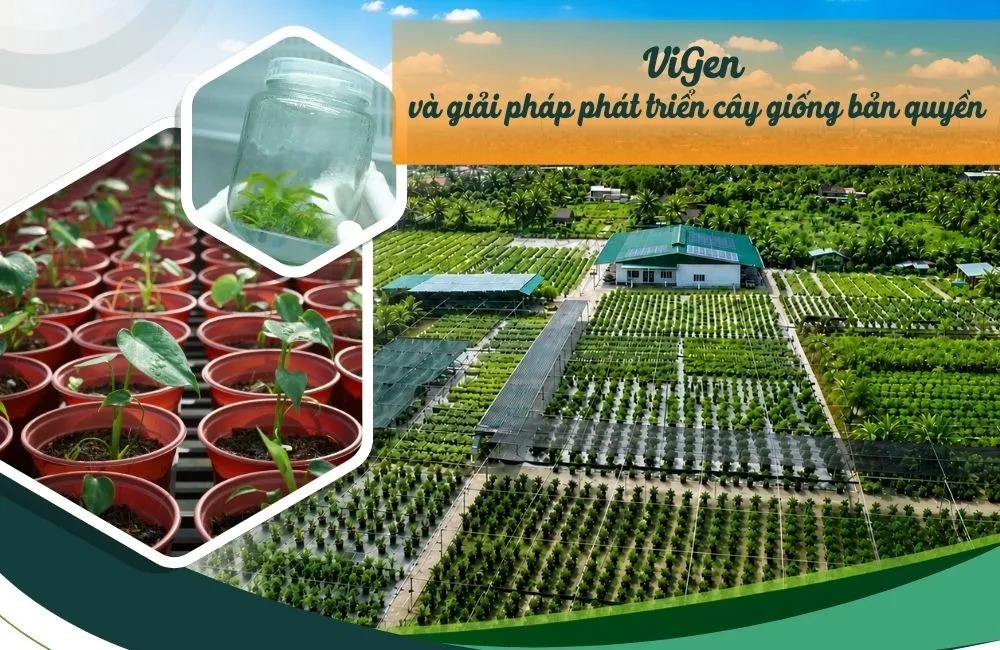 ViGen và giải pháp phát triển cây giống bản quyền chuyên nghiệp